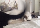 Kitty Cuddles Up To Dog's Tail