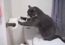Kitty demonstrates how to use a toilet paper