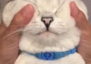 Kitty enjoys having a facial massage <3