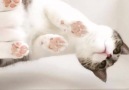 Kitty paw prints