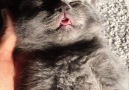 Kitty Sleeps With Tongue Out