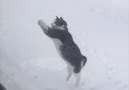 Kitty trying to catch snowflakes