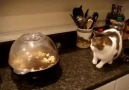 Kitty Watch Out For The Killer Popcorn... lol