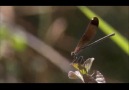 Kız Böceği/Bir Günlük Sıradışı Hayat