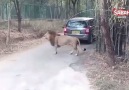 Kızgın aslan safari aracına saldırdı