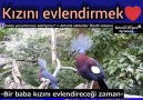 Kız gurbet kuşu gibidir..bir kanadı ailesinde bir kanadı ise eşinde