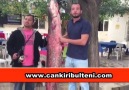 Kızılırmak'ta 63 kiloluk dev yayın Balığı