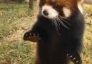 Kızıl Panda &lt3