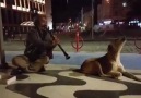 Klarnetin Sesiyle Efkarlanan Köpek.. Bomba Paylaşım