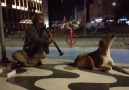 Klarneti öttüren sokak müzisyeni ve ona eşlik eden köpek.