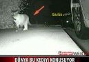 Kleptomani kedi ! Gördüklerinize inanmayacaksınız izleyin )