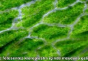 Kloroplast-Fotosentez