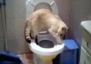 Klozete Tuvaletini Yapıp Sifona Basan Eğitimli Kedi...