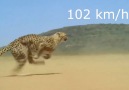 102 Kmhvideo by RELAX Kazakhstan