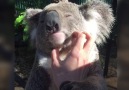 Koala Loves Being Scratched