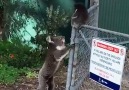 Koala Mom Rescues Her Baby From Fence