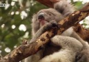 Koala şakası kavgaya döndü