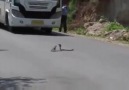 Kobra ile baş edebilen tek hayvan