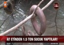 KOCAELİ VE SAKARYA DİKKAT...... TONLARCA AT ETİNDEN YAPILAN SUCUK BULUNDU