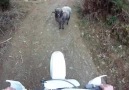 Koçun inadı :)