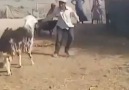 KOÇUN İNTİKAMI