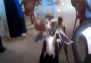 Kola tiryakisi keçi