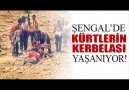 Koma Bé Sinor  - Şengal - Kobané