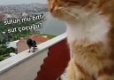 Komik Caps - Kedi ve karganın komik kavgası Facebook