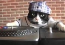 Komik ve Sevimli Hayvan Videoları - DJ ISTANBUL AND CAT Facebook