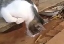 Komik Videolar - Numaracı kedi ) Facebook