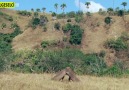 Komodo Adasının Hakimi - Komodo Ejderi