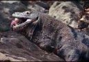 Komodo Ejderi'nin manda avı (Tuncel Kurtiz'in seslendirmesiyle)