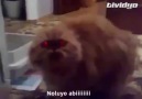 konuşan kedi noluyo abiya :D :D