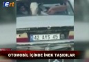 Konya-Ankara karayolunda bir otomobilin içinde inek taşındı.