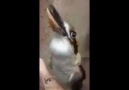 Kookaburra sample