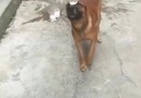 KÖPEĞE BAK MAŞALLAH VALLA