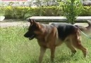 KÖPEĞEDE KAMERA ŞAKASIMI OLURMUŞ DİYOSANIZ OLMUŞ GÜZEL OLMUŞ :)