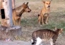 5 Köpeğe Kafa Tutan Cesur Kedi..