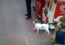 Köpeğe kafa tutan kedi