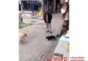 Köpeğe karşı R yapmayan Cengaver kedi