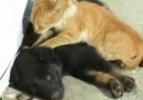 Köpeğe Masaj Yapan Kedi