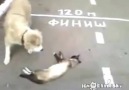 Köpeğe ölü numarası yapan kedi :)