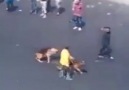 Köpeğe sataşınca intikamının ağır olacağını bilemedi.