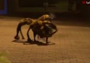 Köpeğe Tarantula Kostümü Giydirip Milleti Tırstırmak :D