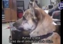 Köpeğe yapılan muhteşem dublaj