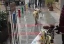 Köpeğe yolluk hazırlayan altın kalpli kasap abi