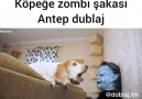 KÖPEGE ZOMBI ŞAKASIASLI