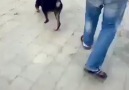 KÖPEĞİ BİNADAN AŞAĞI ATAN HAYVANNNNN!