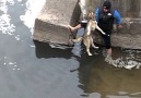 Köpeği Boğulmaktan Kurtaran Güzel İnsanlar..