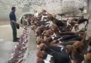 120 köpeğin aynı anda beslenmesi.. (Yorumsuz)